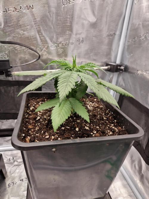 Apples Bananas n Peaches. Week 3