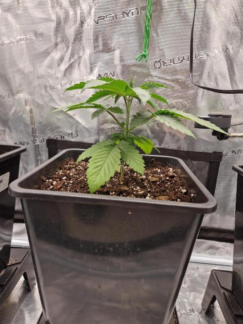 Apples Bananas n Peaches. Week 3