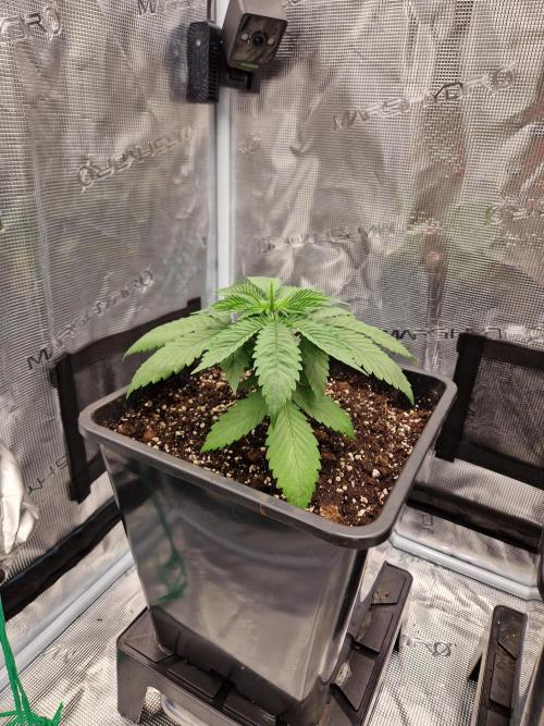 Apples Bananas n Peaches. Week 3