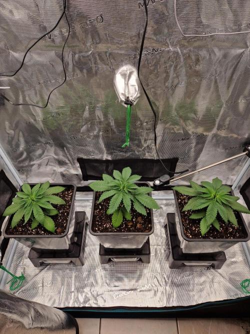 Apples Bananas n Peaches. Week 3