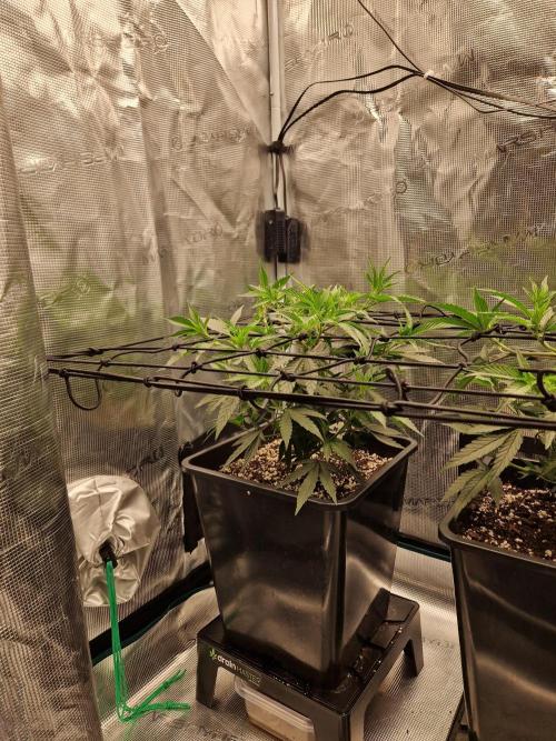 Cap Junky. Week 4