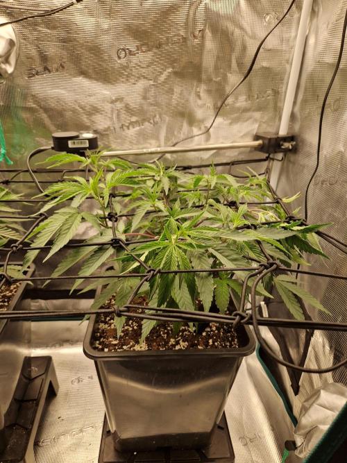 Cap Junky. Week 4