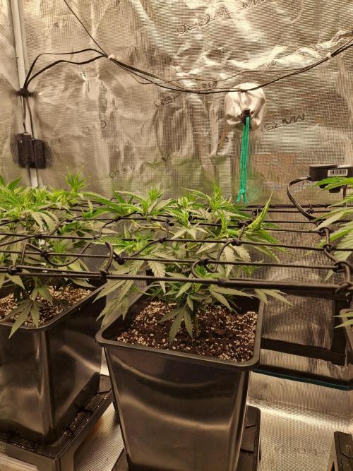 Cap Junky. Week 4