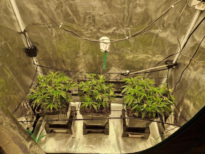 Cap Junky. Week 4