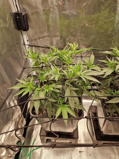 Cap Junky. Week 4