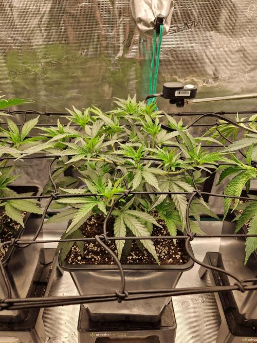Cap Junky. Week 4