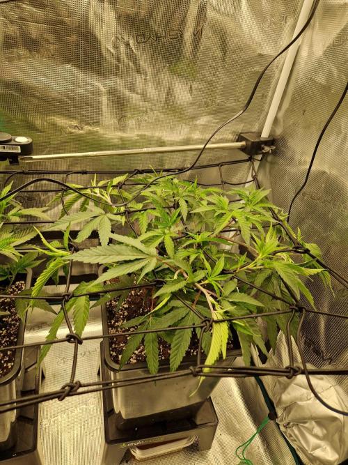 Cap Junky. Week 4