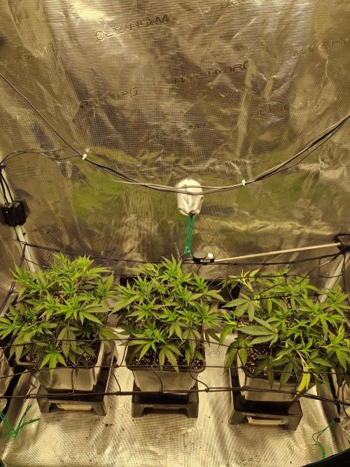 Cap Junky. Week 4