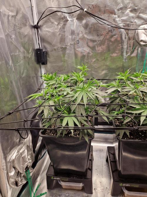 Cap Junky. Week 4