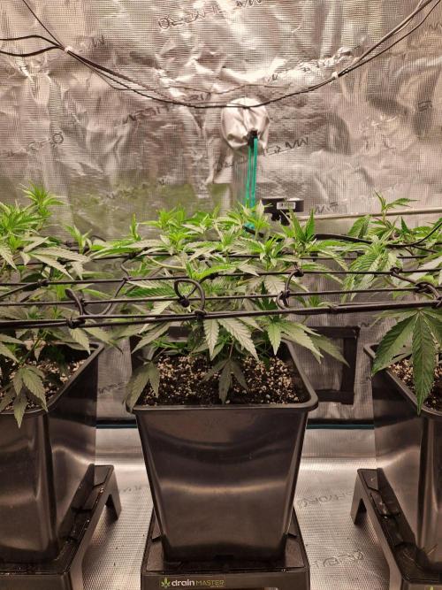 Cap Junky. Week 4
