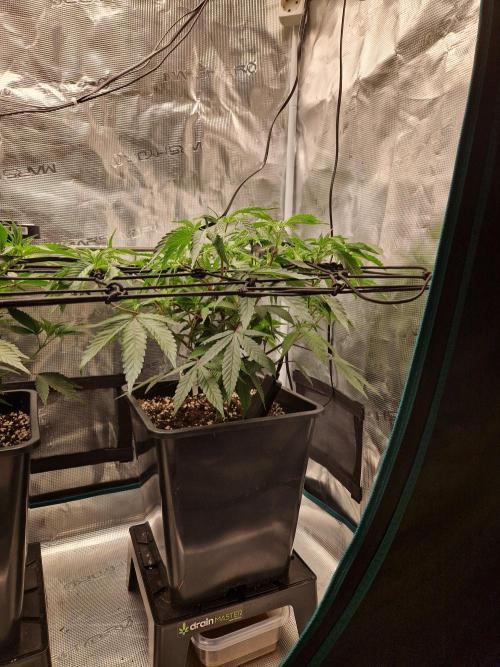 Cap Junky. Week 4