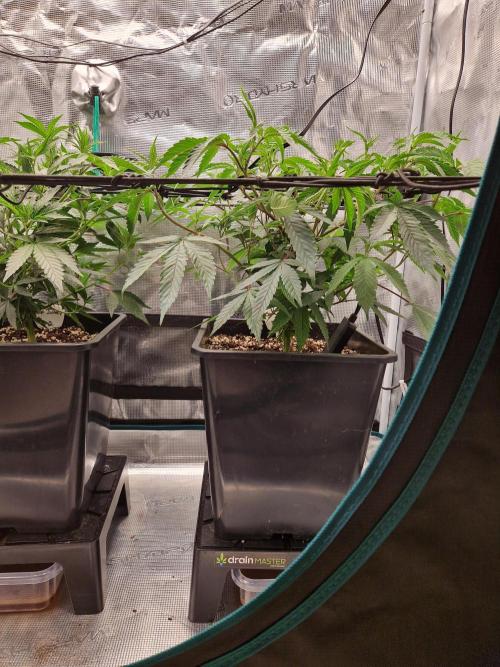 Cap Junky. Week 4