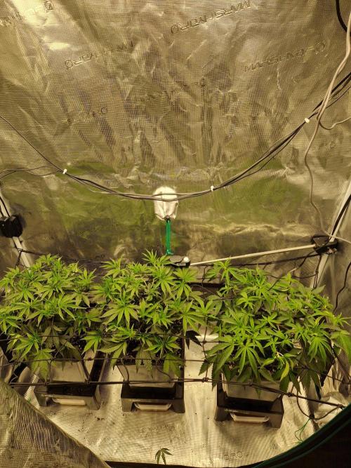 Cap Junky. Week 4