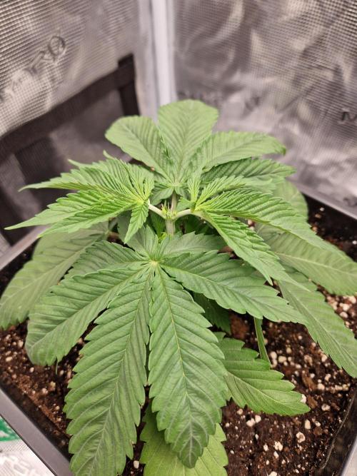 Apples Bananas n Peaches. Week 4