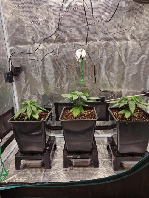 Apples Bananas n Peaches. Week 4