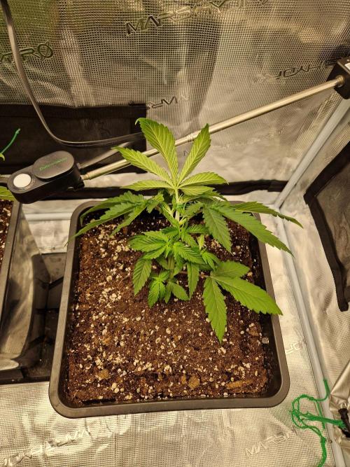 Apples Bananas n Peaches. Week 4