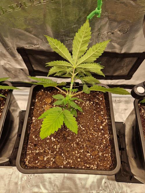 Apples Bananas n Peaches. Week 4