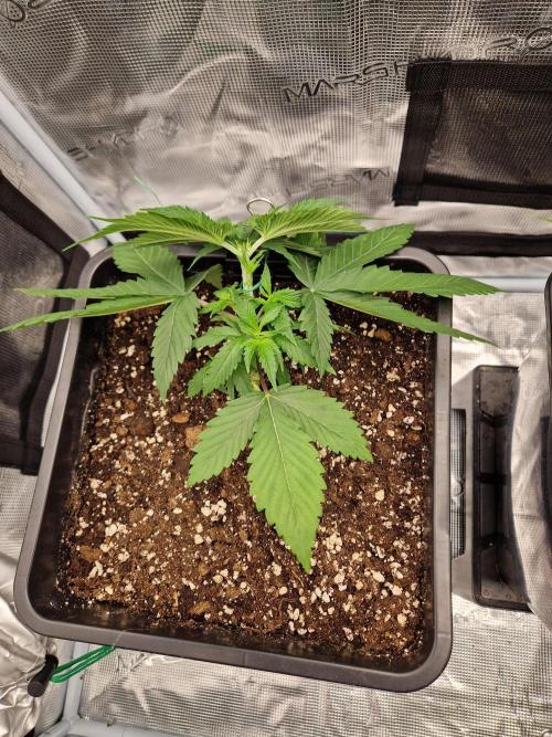 Apples Bananas n Peaches. Week 4