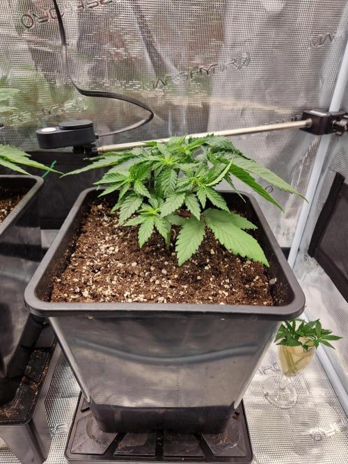 Apples Bananas n Peaches. Week 4