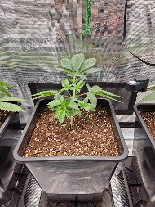 Apples Bananas n Peaches. Week 4