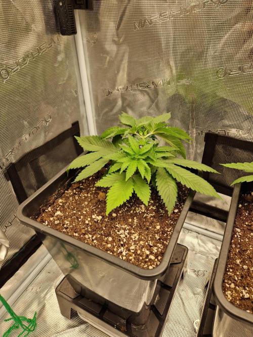 Apples Bananas n Peaches. Week 4