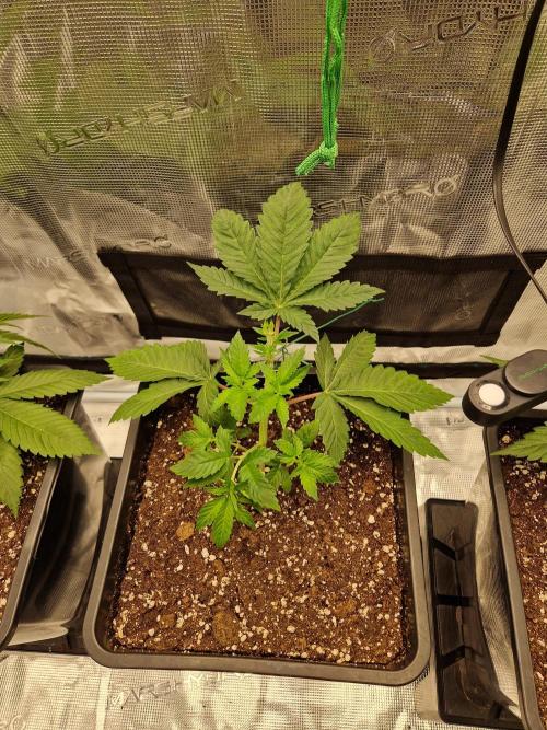 Apples Bananas n Peaches. Week 4