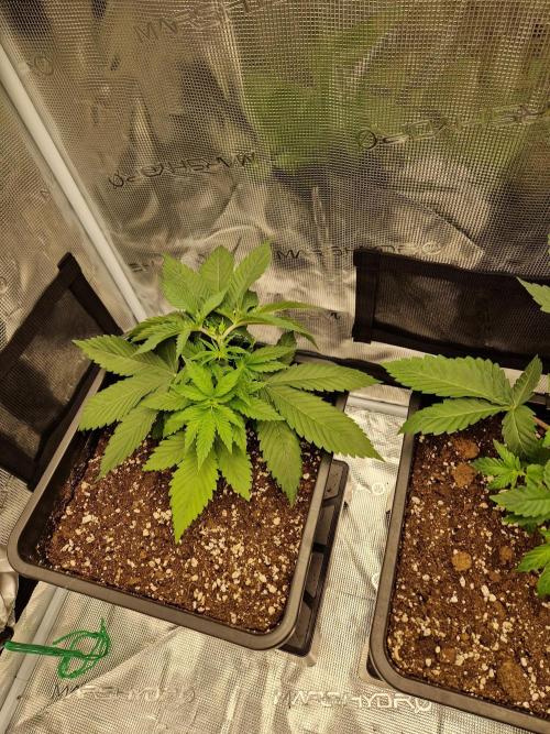 Apples Bananas n Peaches. Week 4