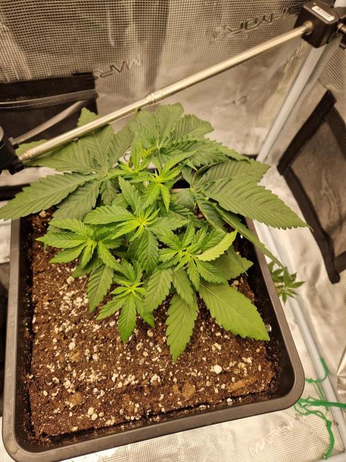 Apples Bananas n Peaches. Week 4