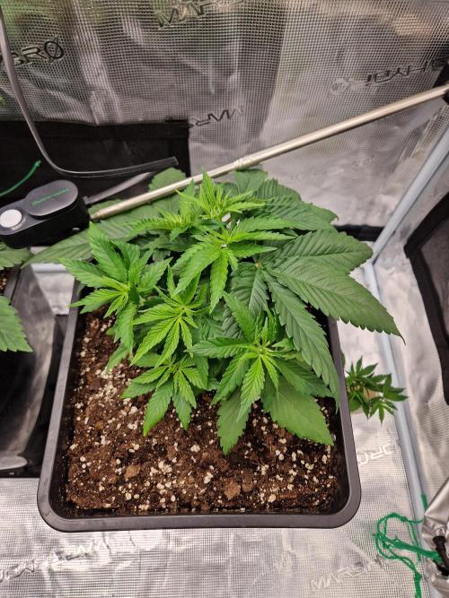 Apples Bananas n Peaches. Week 4
