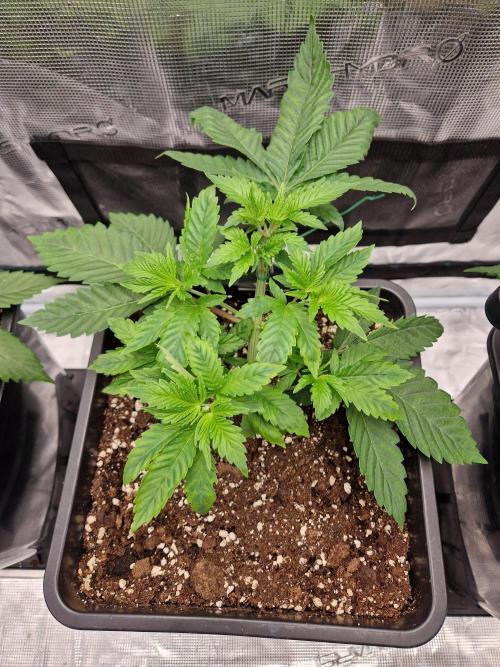 Apples Bananas n Peaches. Week 4