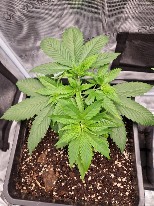 Apples Bananas n Peaches. Week 4