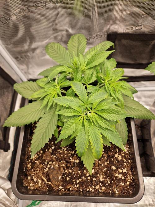 Apples Bananas n Peaches. Week 4