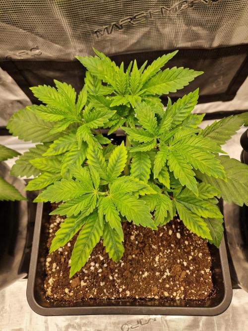 Apples Bananas n Peaches. Week 4