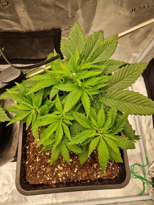 Apples Bananas n Peaches. Week 4