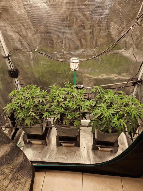 Cap Junky. Week 5