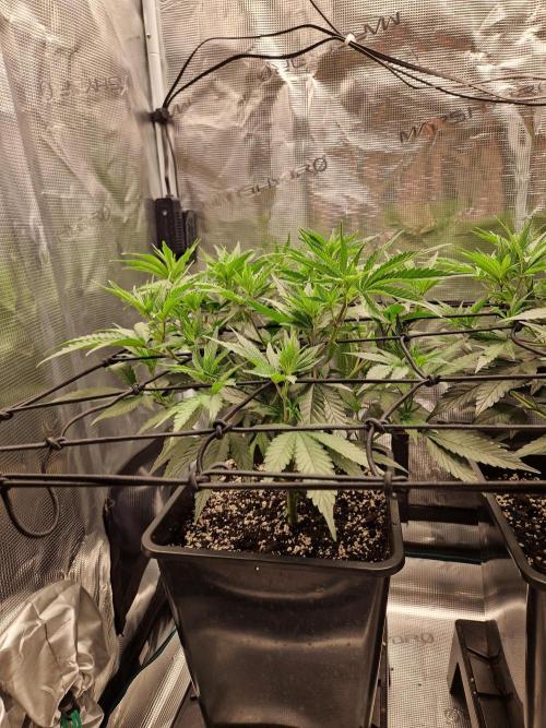 Cap Junky. Week 5