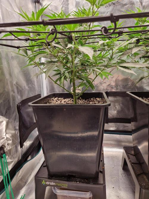 Cap Junky. Week 5
