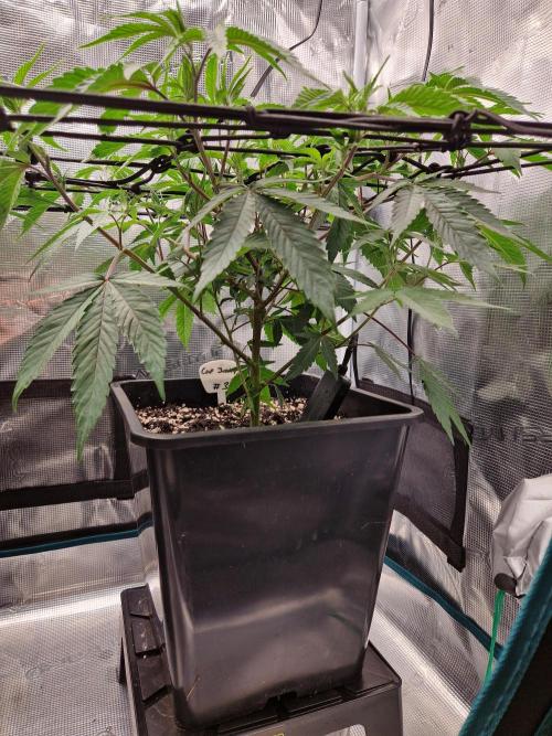Cap Junky. Week 5