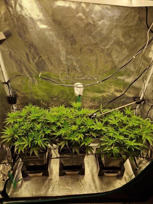 Cap Junky. Week 5