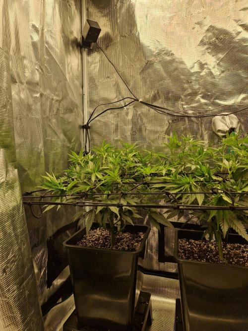 Cap Junky. Week 5