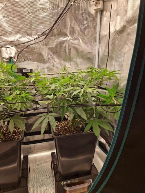 Cap Junky. Week 5