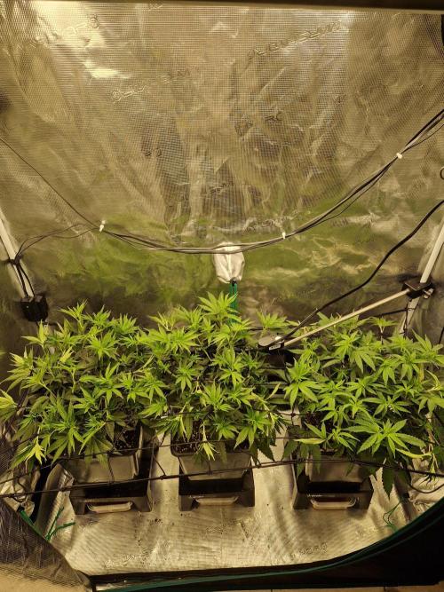 Cap Junky. Week 5