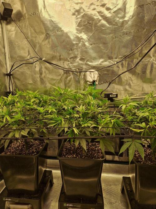 Cap Junky. Week 5