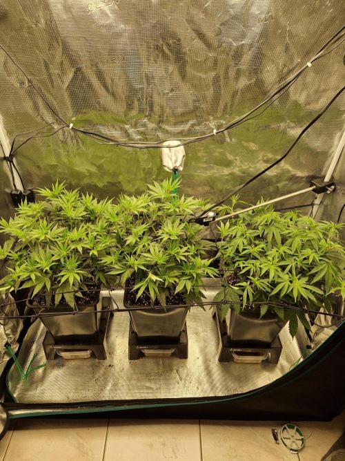 Cap Junky. Week 5