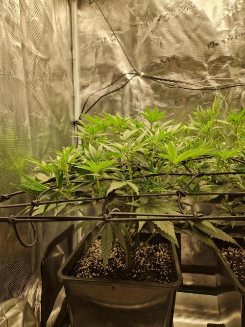 Cap Junky. Week 5