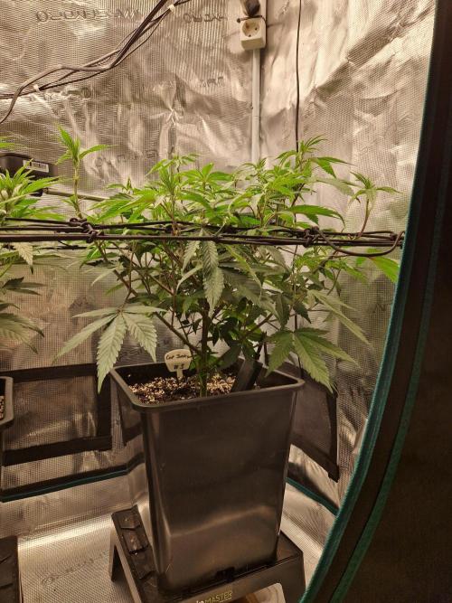 Cap Junky. Week 5