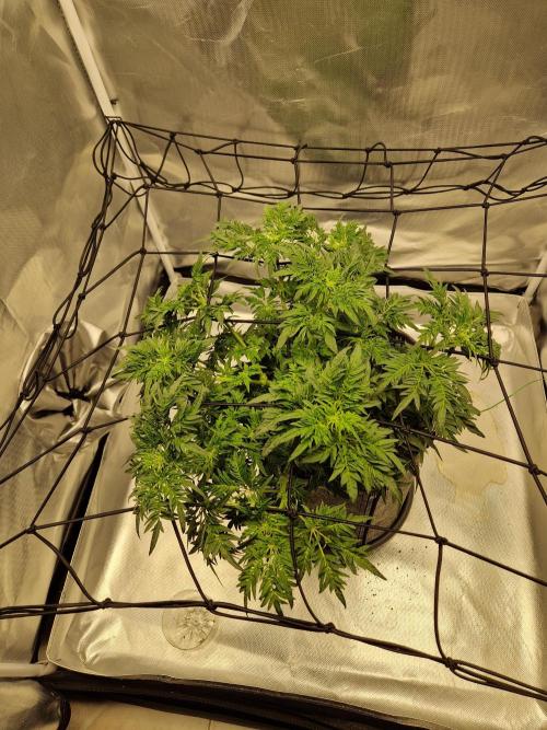 Freaky. Week 9