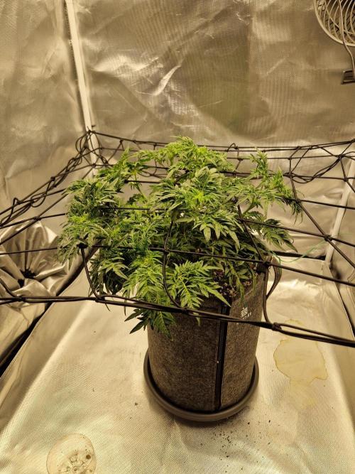 Freaky. Week 9