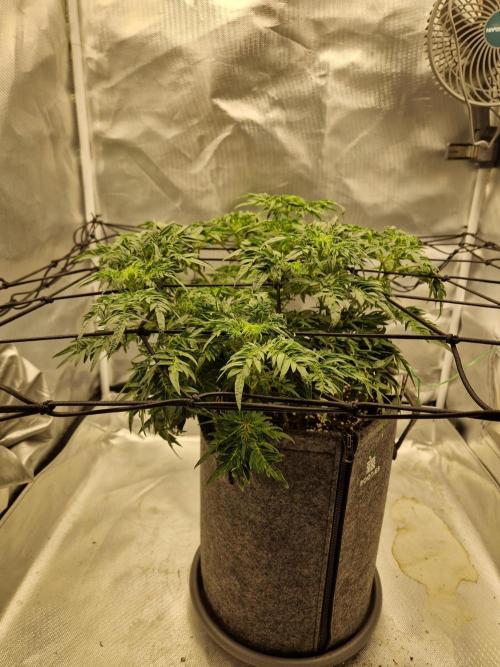 Freaky. Week 9