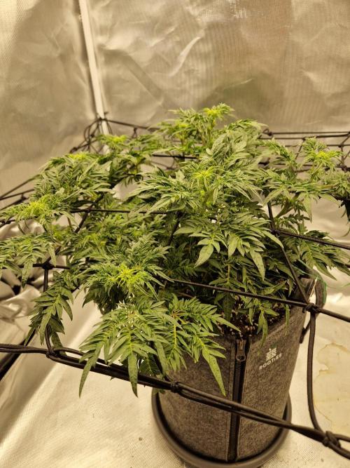 Freaky. Week 9